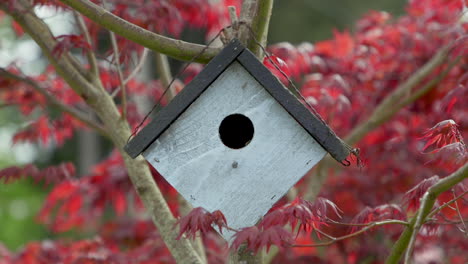 Birdhouse-hanging-on-Japanese-Maple-tree-branch-in-the-breeze