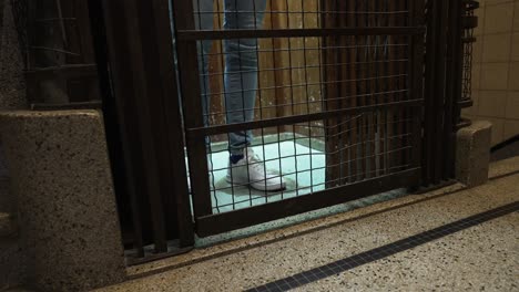 girl in the old vintage elevator lowering and arriving at the floor of a building, getting out and shutting the steel door