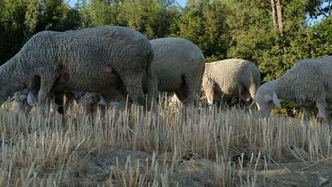 Schafe-Grasen-Auf-Der-Weide