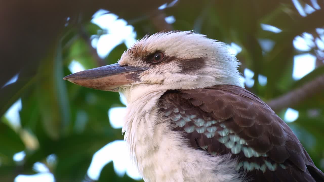 Primer plano de una cucaburra salvaje (Dacelo novaeguineae) riendo a carcajadas, posada en la rama de un árbol y esperando pacientemente a su presa