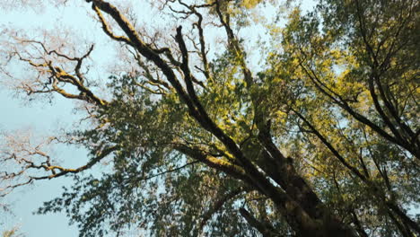 Cinematic shot looking up as the trees pass by in the forest including large oak and California native trees
