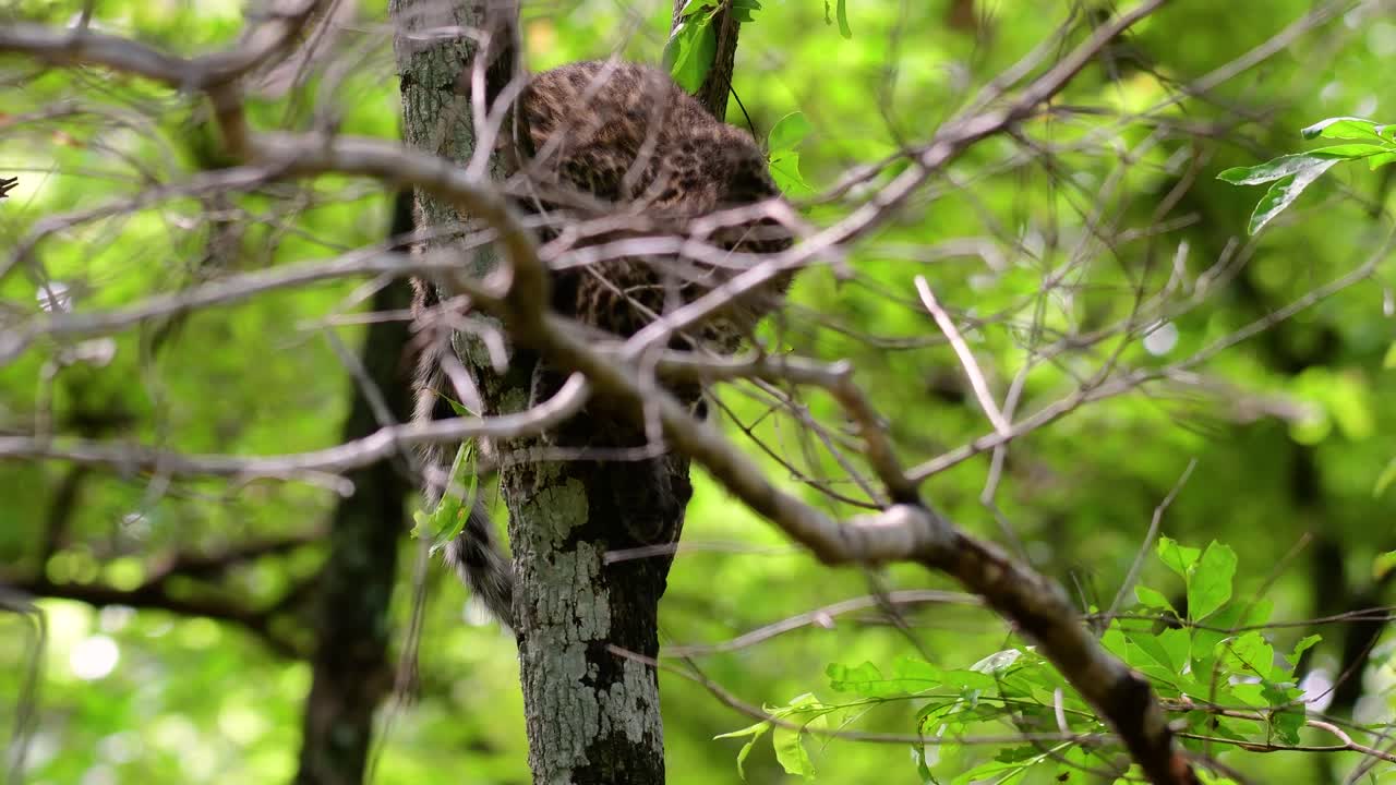 el leopardo de indochina es una especie vulnerable y uno de los grandes felinos de tailandia