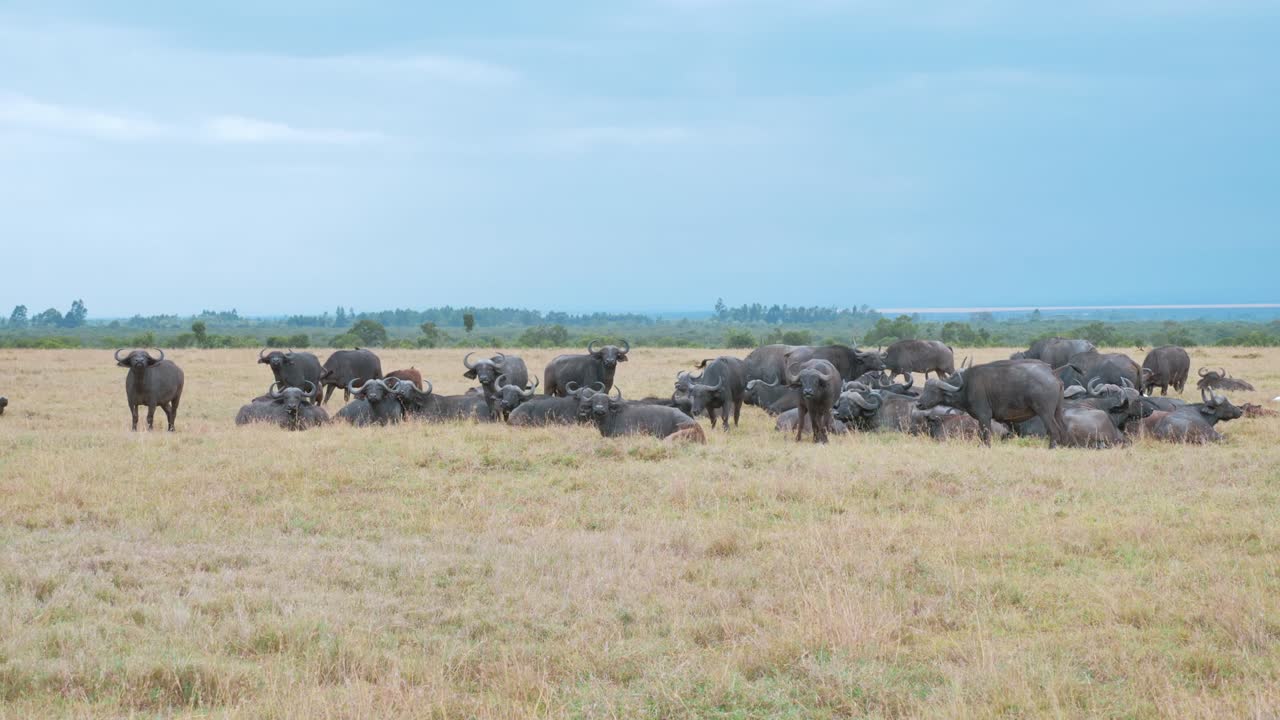 케냐 어딘가의 사바나 풀밭에서 쉬고 있는 아프리카 버팔로 무리의 모습