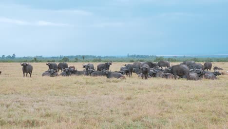 Vista-De-Una-Gran-Manada-De-Búfalos-Africanos-Descansando-En-La-Hierba-De-La-Sabana-En-Algún-Lugar-De-Kenia