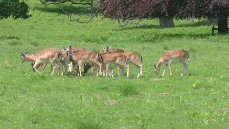 A-Group-of-Fallow-Dear-Grazing-in-a-grass-meadow-in-Wales-in-the-UK