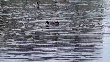 Alimentación-De-Patos---Caza-Buceando-Bajo-El-Agua-Para-Pescar