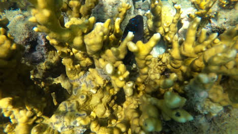 Revealing-beautiful-blue-spotted-fish-in-a-coral-reef-in-Brazil