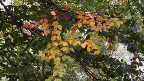 Bronze-coloured-Beech-Tree-leaves-in-the-autumn-wind,-Worcestershire,-England
