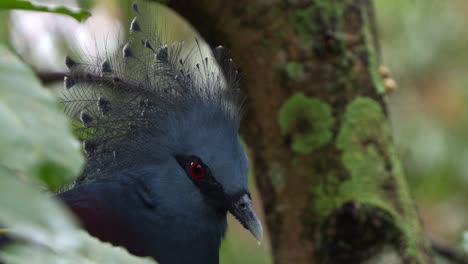 close up shot capturing an adult victoria crowned pigeon, goura victoria roosting on the tree nest, exhibiting signs of heavy breathing or abnormal throat movements