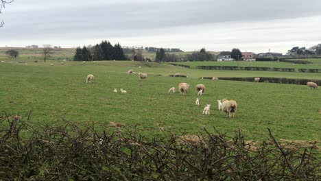 Vista-Amplia-De-Mano-De-Corderos-Deambulando-Por-Su-Campo