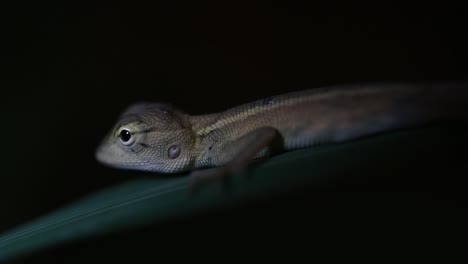 El-Lagarto-De-Jardín-Oriental-También-Se-Llama-Lagarto-De-Jardín-Oriental,-Chupasangre-Y-Lagarto-Cambiable