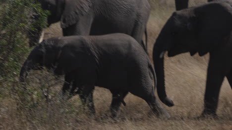 Baby-african-elephant-walking-with-his-herd,-and-playing-with-his-horn,-in-the-savanna-of-the-Kruger-National-Park,-South-Africa