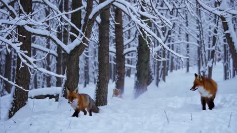 red foxes in a snowy forest