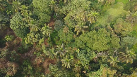 area view shot of jungle or forest