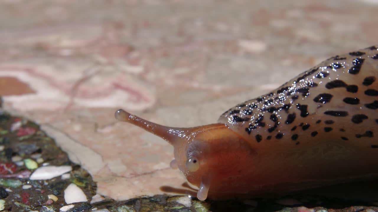 모자이크 바닥에 칙칙한 주황색과 검은 점박이 민달팽이의 머리를 극단적으로 닫습니다