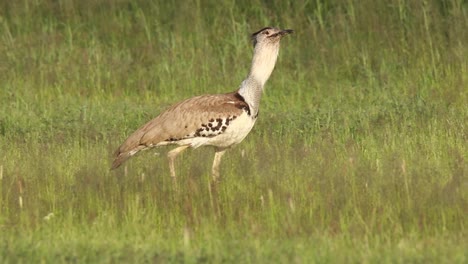 a panning, wide shot of a kori bustard walking through the green grassland of the kgalagadi transfrontier park while calling