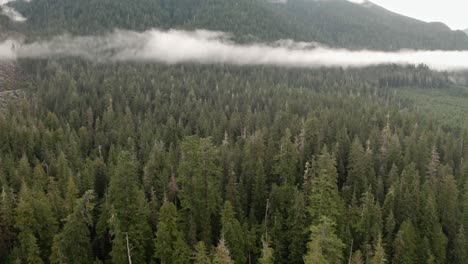 a patch of old-growth forest on vancouver island, british columbia, canada