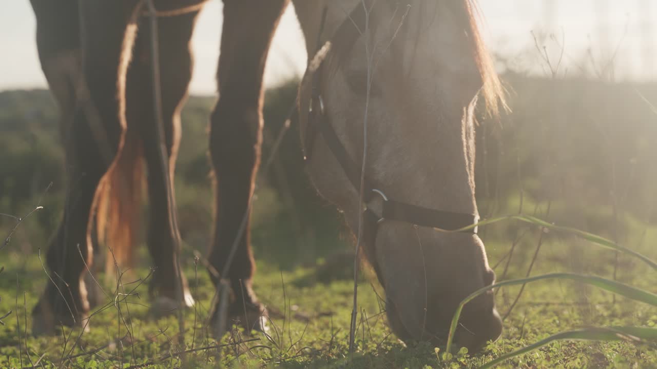 Cavallo al pascolo su un prato verde al tramonto - Primo piano
