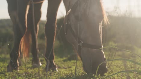 pferd weidet auf einer grünen wiese bei sonnenuntergang - close-up