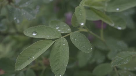 dew-kissed rose leaves