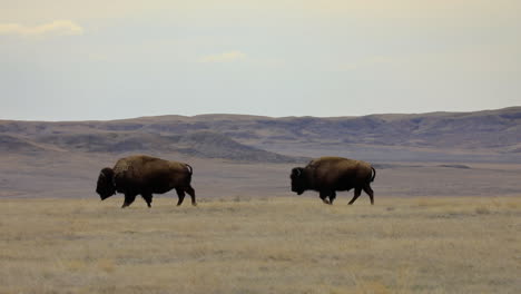 manada de bisontes americanos o búfalos que pasan y pastan, fov estrecho