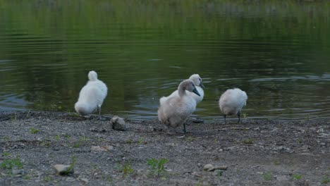 Schwanenfamilie-Im-Wasser