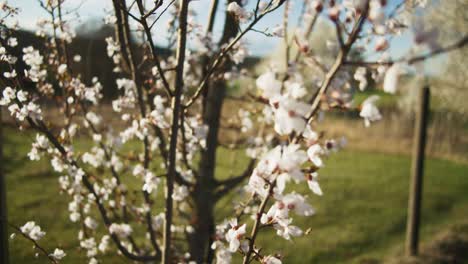 Apple-Branch-With-White-Leaves-Blowing-In-Wind-|-Blooming-White-Trees-in-Apple-Orchid,-Farmland-in-Germany,-Europe,-4K