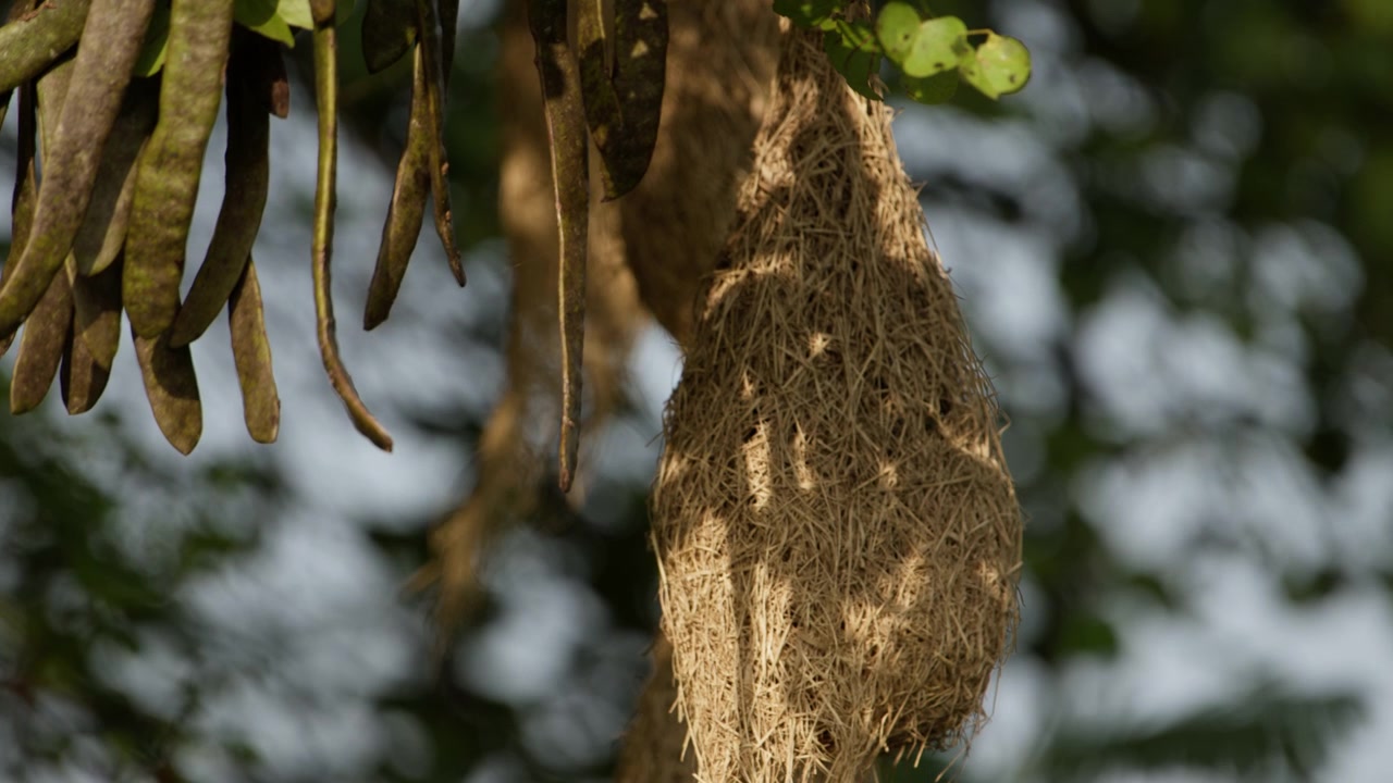 Slow cinematic panning shot revealing a beautifully woven Baya Weaver bird nest hanging from a tree branch in its natural habitat. The intricate craftsmanship of the suspended nest is showcased agains