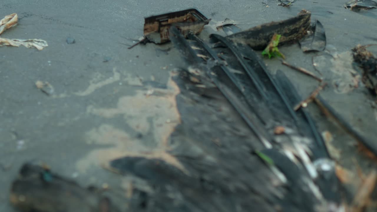 해변에 누워 있는 죽은 새의 클로즈업  ⁇ 은 죽음의 원인이 환경적 요인과 관련이 있을 수 있다는 것을 암시합니다.