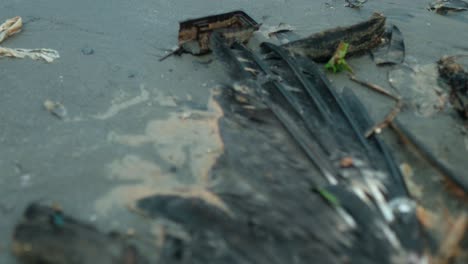 un primer plano de un pájaro muerto tendido en la playa implica que la causa de la muerte puede estar relacionada con factores ambientales