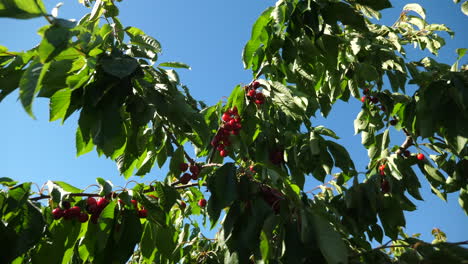 static, slow motion shot,of a ripe of red cherries, hanging on a cherry tree, waving in the wind, on a sunny, summer day, in fevik, aust-agder county, in south norway