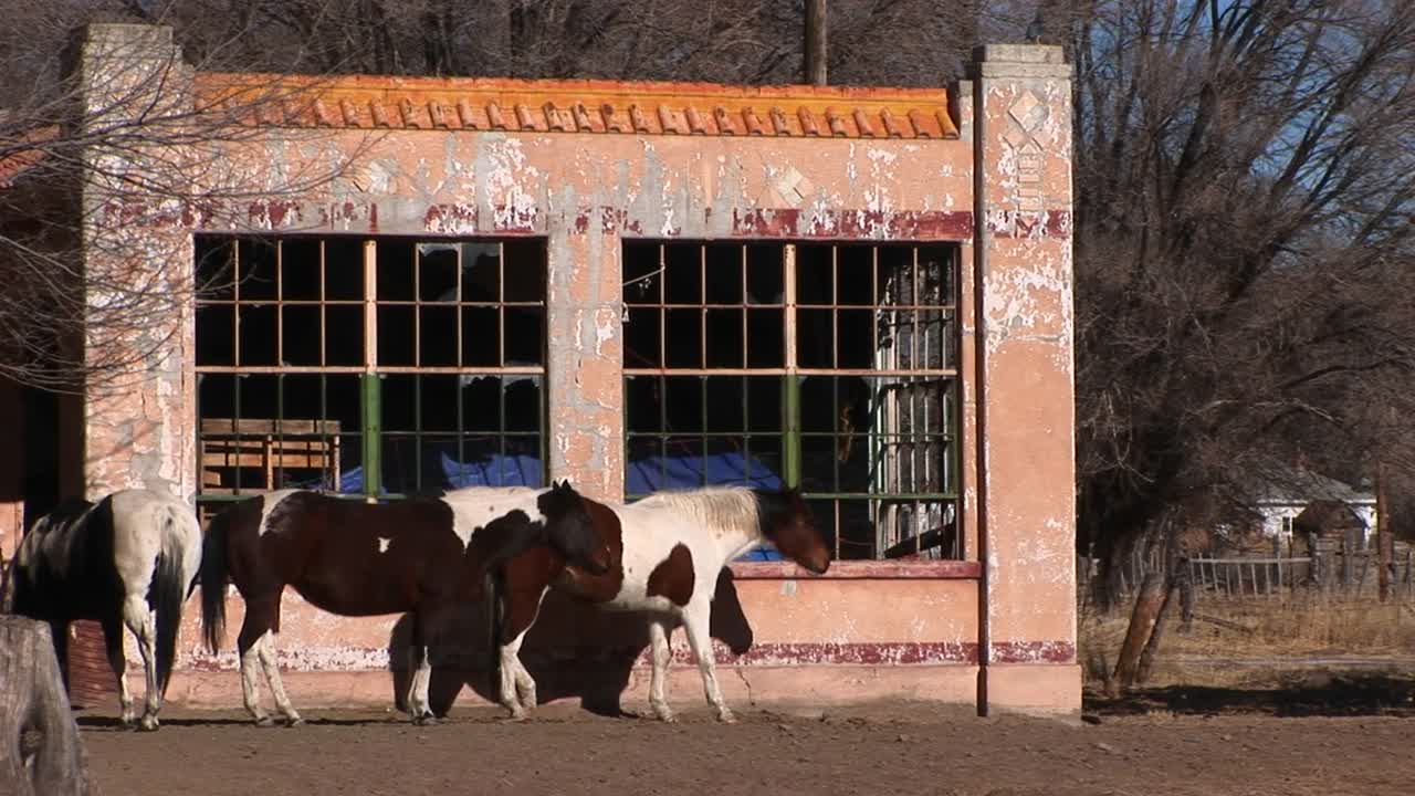 средний снимок лошадей, стоящих у заброшенного здания