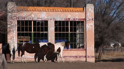 medium shot of horses standing outside an abandoned building