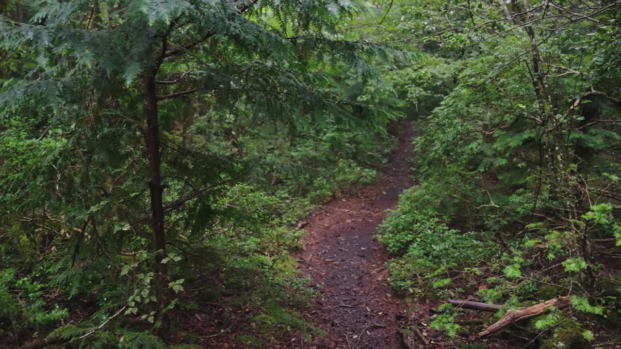 아오키가하라 주카이를 통과하는 숲길, 빗속의 일본 유령의 숲