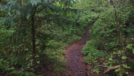 forest path through aokigahara jukai, japans haunted forest in the rain