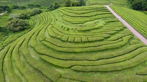 La-única-Plantación-De-Té-En-Europa