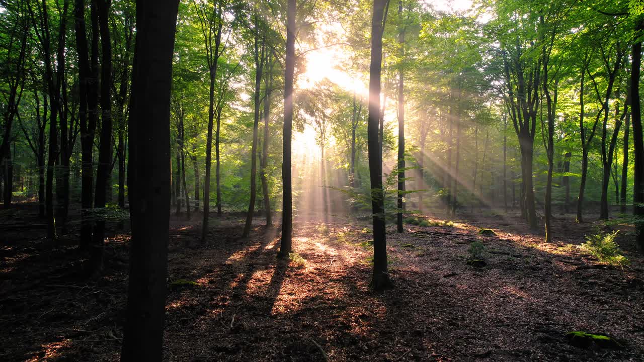un lugar tranquilo en el bosque, donde la luz del sol alcanza el suelo y brilla detrás de los troncos de los árboles