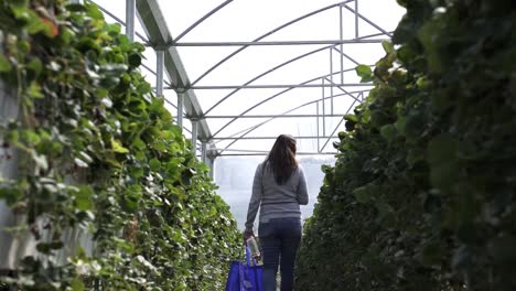 Female-Walking-At-Walkway-In-Greenhouse---wide,-slow-motion