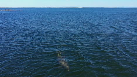 Giant-bottlenose-dolphin-swiming-in-the-sea-and-coming-to-the-surface-for-breathing