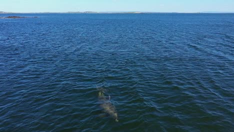 delfín mular gigante nadando en el mar y saliendo a la superficie para respirar