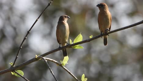 scaly -breasted munia in tree paire