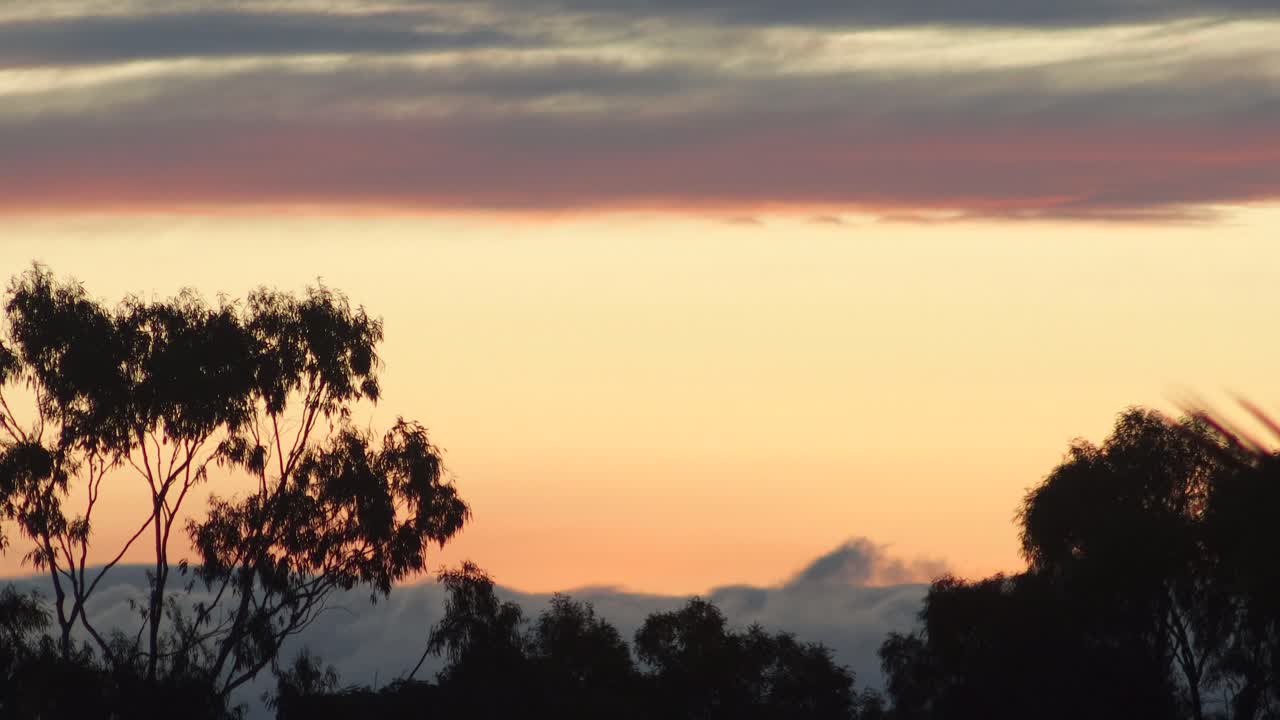 Australian Sunset Bird Flies Across Gum Trees Moving In The Wind and Big Orange Red Clouds Australia, Victoria, Gippsland, Maffra
