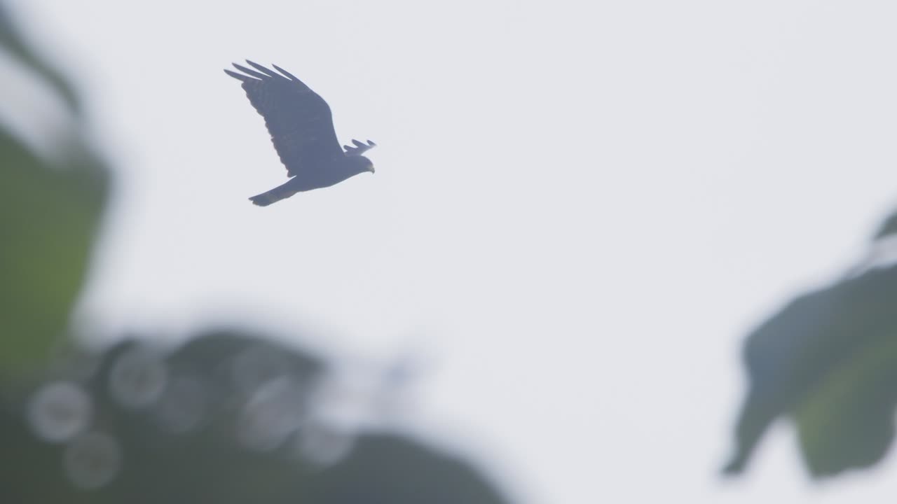 Elegant brown hawk in flight, its path traced above the verdant rainforest canopy