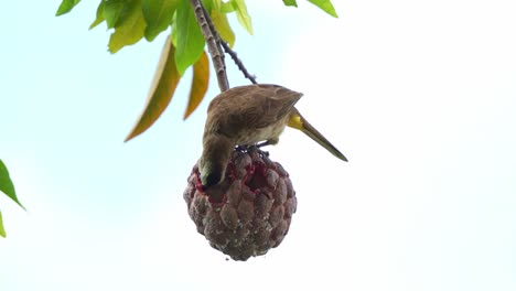 a yellow-vented bulbul perches on a red custard apple in the backyard, wondering around the surroundings, feeding on the ripen fruit, close up shott