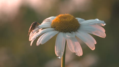 daisy with insect