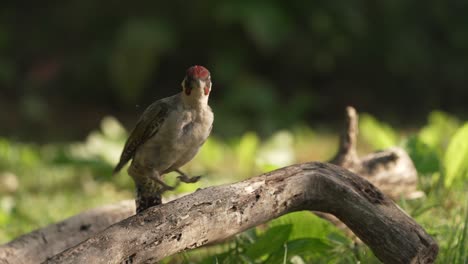 una toma a nivel del suelo del pájaro carpintero verde europeo mientras salta a lo largo de la rama