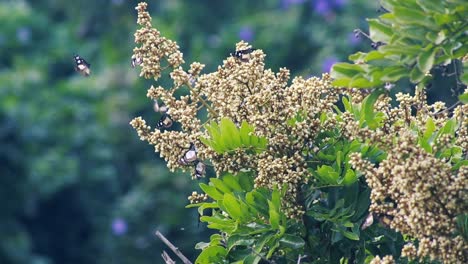 muchas mariposas volando alrededor de un árbol bebiendo néctar de las vainas de las flores