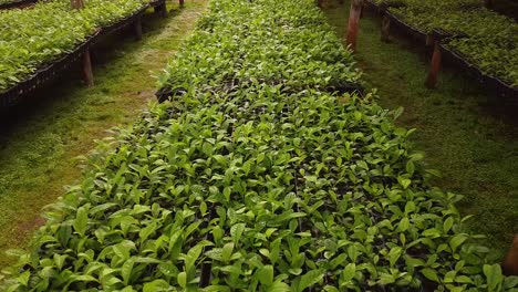high view of nursery garden producing yerba mate seedlings