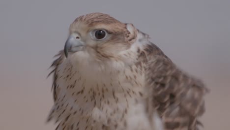 close-up of a falcon in rouse, fluffing feathers against a soft background