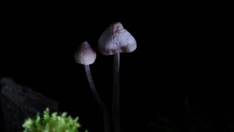 Incredible-shot-of-a-mushroom-that-bleeds-once-cut